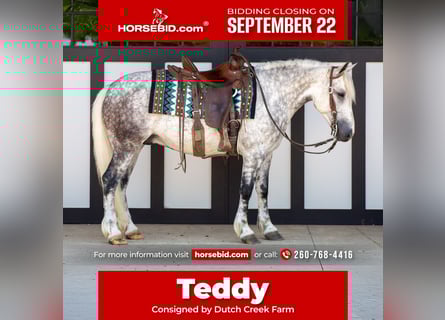 caballo de tiro Mestizo, Caballo castrado, 8 años, 142 cm, Tordo