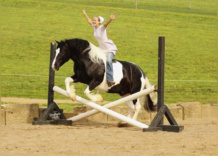 caballo de tiro Mestizo, Caballo castrado, 8 años, 145 cm, Tobiano-todas las-capas