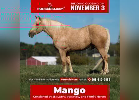 caballo de tiro Mestizo, Caballo castrado, 8 años, 168 cm, Palomino