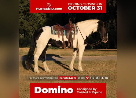caballo de tiro Mestizo, Caballo castrado, 8 años, 170 cm