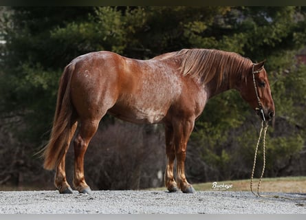 caballo de tiro Mestizo, Caballo castrado, 8 años, Ruano alazán