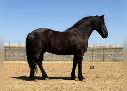 caballo de tiro, Caballo castrado, 9 años, 160 cm, Negro