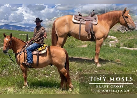 caballo de tiro Mestizo, Caballo castrado, 9 años, 163 cm, Bayo