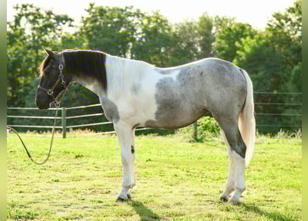 caballo de tiro, Yegua, 1 año, 145 cm, Tobiano-todas las-capas