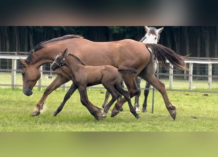 caballo de tiro, Yegua, 1 año, 168 cm, Alazán