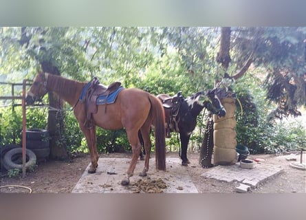 caballo de tiro Mestizo, Yegua, 23 años, Alazán rojizo