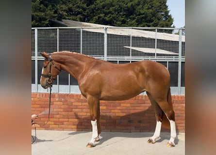 caballo de tiro, Yegua, 3 años, 172 cm, Alazán-tostado