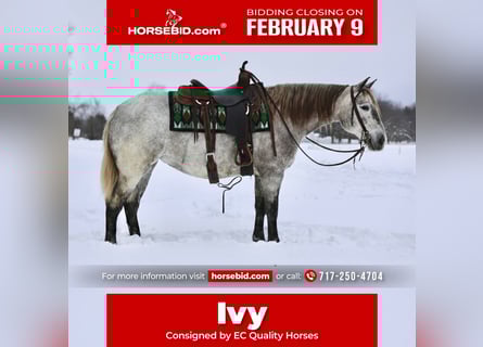 caballo de tiro Mestizo, Yegua, 4 años, 152 cm, Tordo