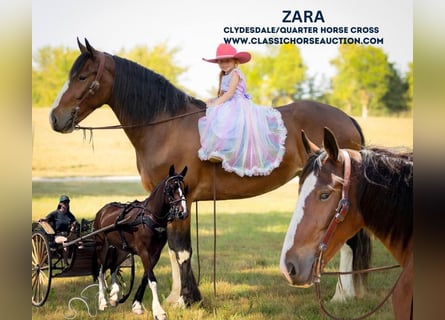 caballo de tiro, Yegua, 4 años, 163 cm, Castaño rojizo