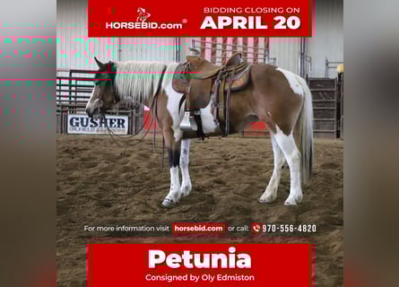 caballo de tiro Mestizo, Yegua, 5 años, 145 cm, Pío