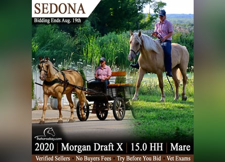 caballo de tiro Mestizo, Yegua, 6 años, 152 cm, Palomino