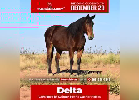 caballo de tiro Mestizo, Yegua, 7 años, 157 cm, Castaño rojizo