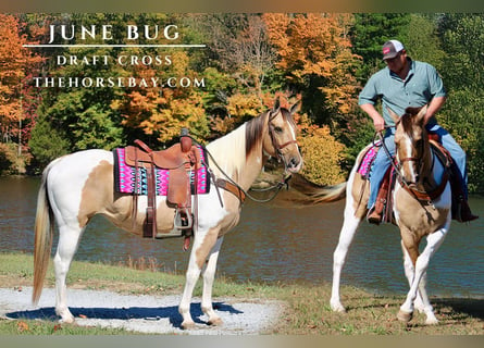 caballo de tiro, Yegua, 7 años, 165 cm, Tobiano-todas las-capas