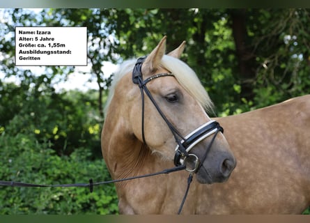 caballo de tiro Mestizo, Yegua, 7 años