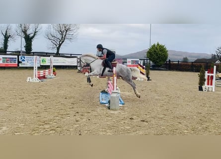 caballo de tiro, Yegua, 9 años, 166 cm, White/Blanco