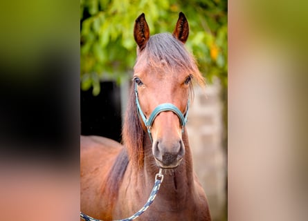 Caballo de velocidad en estantería, Caballo castrado, 3 años, 156 cm, Castaño