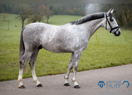 Caballo de Wurtemberg, Caballo castrado, 5 años, 167 cm, Tordo