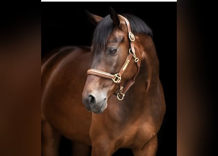 Caballo de Wurtemberg, Caballo castrado, 9 años, 172 cm, Castaño