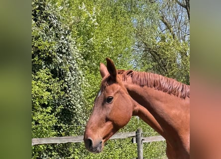Caballo de Wurtemberg, Yegua, 15 años, Alazán