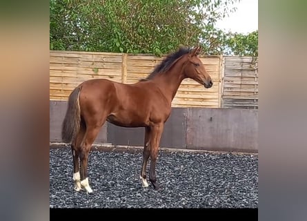 Caballo de Wurtemberg, Yegua, 1 año, Castaño