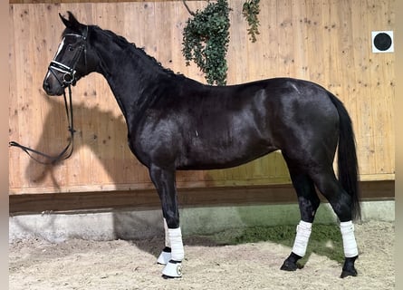 Caballo de Wurtemberg, Yegua, 2 años, 162 cm, Negro