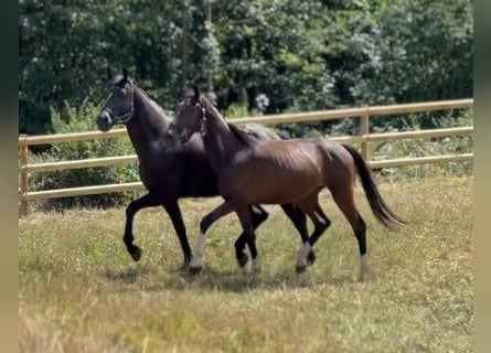 Caballo de Wurtemberg, Yegua, 3 años, 160 cm, Castaño