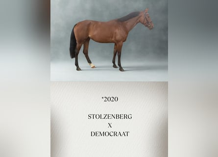 Caballo de Wurtemberg, Yegua, 6 años, Castaño