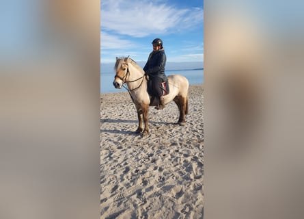 Caballo del fiordo noruego (Fjord), Caballo castrado, 13 años, 144 cm, Buckskin/Bayo