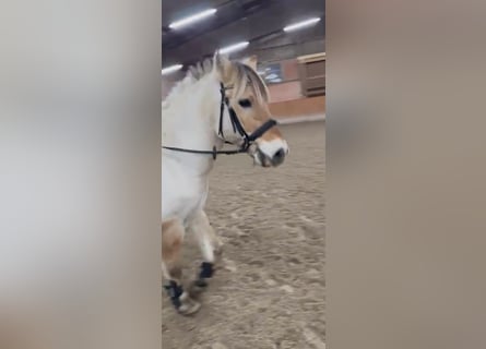 Caballo del fiordo noruego (Fjord), Caballo castrado, 13 años, 147 cm, Buckskin/Bayo