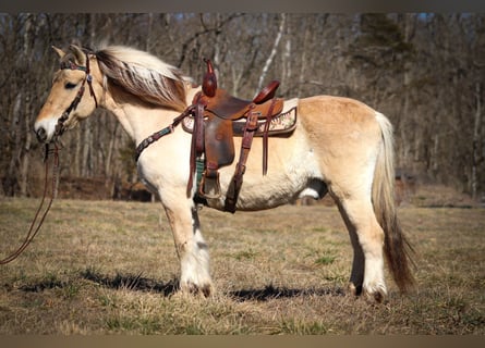 Caballo del fiordo noruego (Fjord), Caballo castrado, 13 años, 147 cm, Buckskin/Bayo