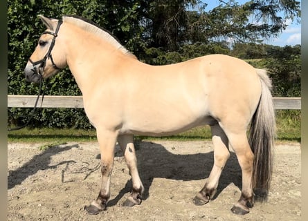 Caballo del fiordo noruego (Fjord), Caballo castrado, 14 años, 145 cm, Bayo