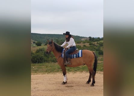 Caballo del fiordo noruego (Fjord) Mestizo, Caballo castrado, 21 años, 155 cm, Castaño claro