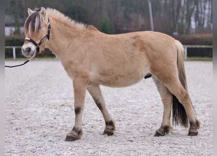 Caballo del fiordo noruego (Fjord), Caballo castrado, 3 años, 144 cm, Buckskin/Bayo