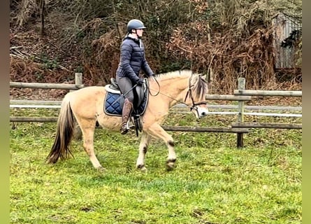 Caballo del fiordo noruego (Fjord), Caballo castrado, 4 años, 144 cm, Buckskin/Bayo