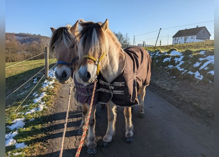 Caballo del fiordo noruego (Fjord), Caballo castrado, 5 años, 147 cm, Bayo