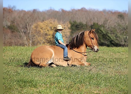 Caballo del fiordo noruego (Fjord), Caballo castrado, 6 años, 155 cm, Buckskin/Bayo