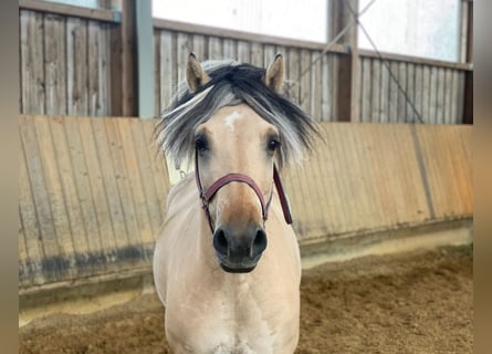 Caballo del fiordo noruego (Fjord), Caballo castrado, 7 años, 145 cm, Bayo