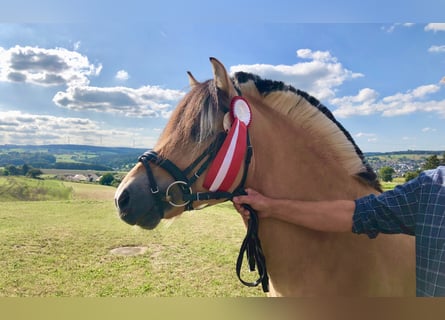 Caballo del fiordo noruego (Fjord), Semental, 10 años, 148 cm, Bayo