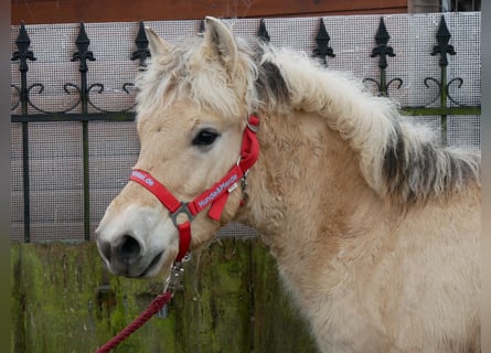 Caballo del fiordo noruego (Fjord), Semental, 1 año, 118 cm