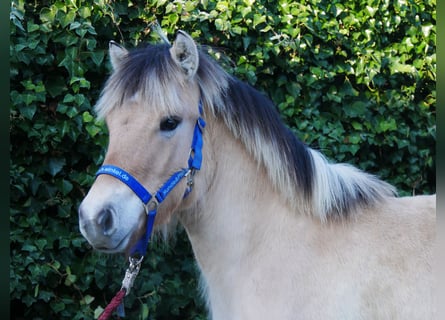 Caballo del fiordo noruego (Fjord), Semental, 1 año, 130 cm