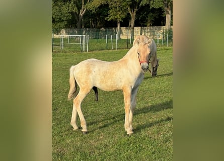 Caballo del fiordo noruego (Fjord), Semental, 1 año, Bayo