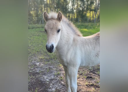 Caballo del fiordo noruego (Fjord), Semental, 1 año, Bayo