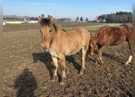 Caballo del fiordo noruego (Fjord), Semental, 2 años, 140 cm, Bayo