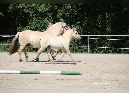 Caballo del fiordo noruego (Fjord), Semental, Potro (06/2024), Bayo