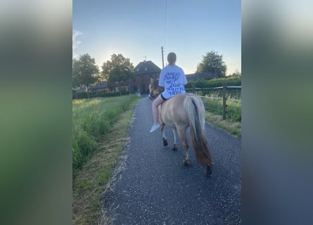 Caballo del fiordo noruego (Fjord), Yegua, 10 años, 136 cm, Bayo