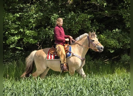 Caballo del fiordo noruego (Fjord), Yegua, 14 años, 149 cm, Bayo