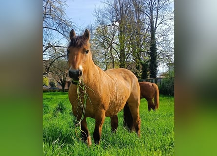 Caballo del fiordo noruego (Fjord), Yegua, 16 años, Bayo