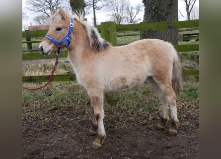 Caballo del fiordo noruego (Fjord), Yegua, 1 año, 114 cm