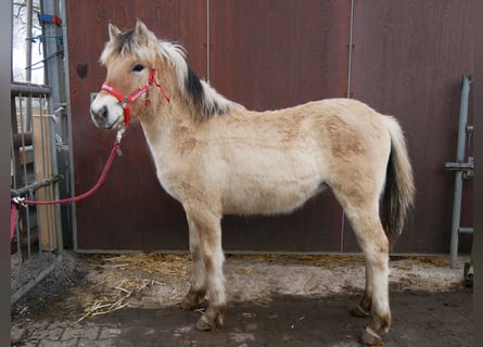 Caballo del fiordo noruego (Fjord), Yegua, 1 año, 129 cm