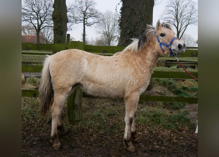 Caballo del fiordo noruego (Fjord), Yegua, 1 año, 132 cm